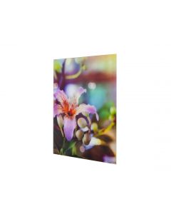 Herschel Inspire Picture